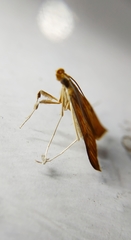 Antigastra catalaunalis