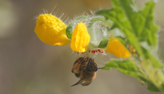 Cadeguala occidentalis