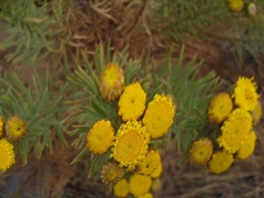 Phymaspermum athanasioides