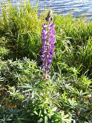 Lupinus polyphyllus