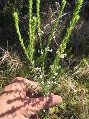 Struthiola hirsuta