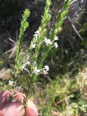Struthiola hirsuta
