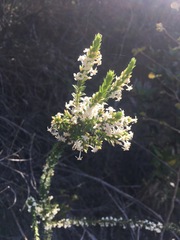 Struthiola hirsuta