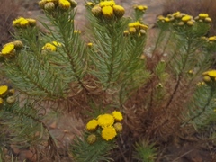 Phymaspermum athanasioides