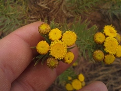 Phymaspermum athanasioides