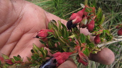 Brachyotum strigosum