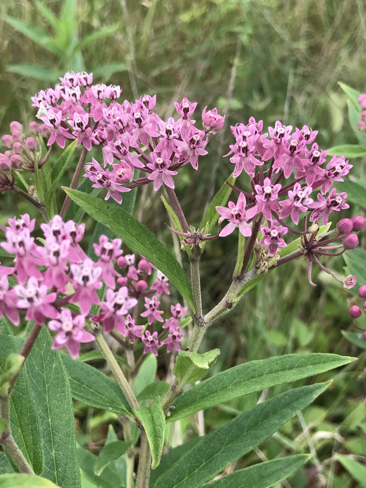 Asclepias incarnata ssp. pulchra