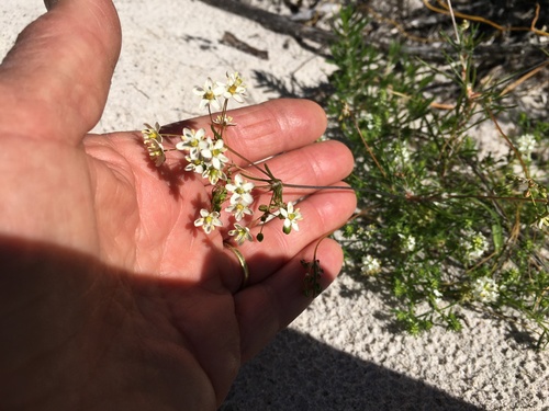 Image of Pharnaceum lanatum by (c) Caroline Voget, some rights reserved (CC BY)