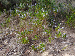 Scaevola angustata