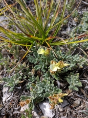 Teucrium montanum jailae