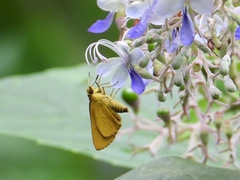 Cupitha purreea
