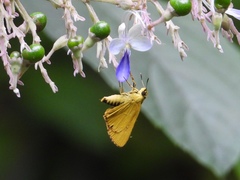 Cupitha purreea