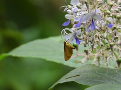 Cupitha purreea
