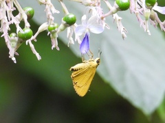 Cupitha purreea