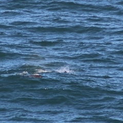 Eschrichtius robustus