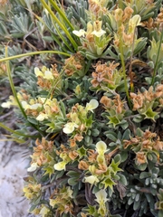 Teucrium montanum jailae