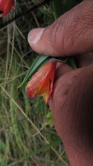 Bomarea pauciflora