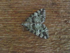 Hydriomena speciosata