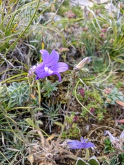 Campanula sibirica taurica