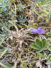 Campanula sibirica taurica