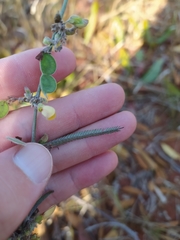 Aeschynomene paucifolia