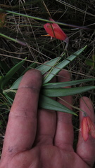 Bomarea pauciflora