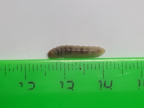 Marbled Piercer