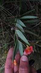 Bomarea pauciflora