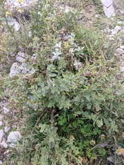 Scrophularia rupestris