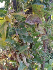 Convolvulus arvensis
