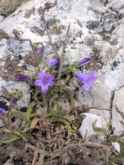 Campanula sibirica taurica