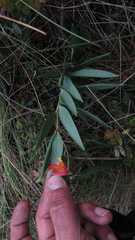 Bomarea pauciflora