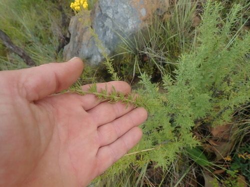 Image of Nidorella resedifolia by no rights reserved