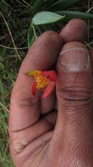 Bomarea pauciflora