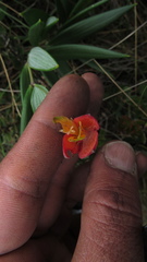 Bomarea pauciflora