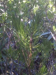 Senecio barbertonicus