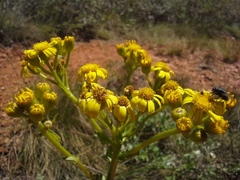 Senecio coronatus