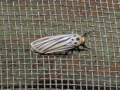 Tigrioides leucanioides