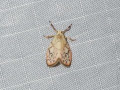 Miltochrista irregularis