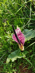 Arum dioscoridis