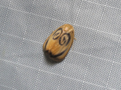 Trischalis subaurana