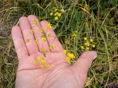 Bupleurum falcatum