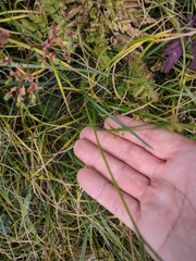 Bupleurum falcatum