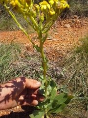 Senecio coronatus