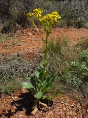 Senecio coronatus