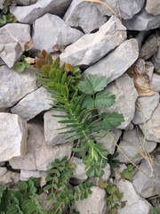 Euphorbia petrophila