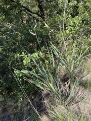 Bouteloua pectinata