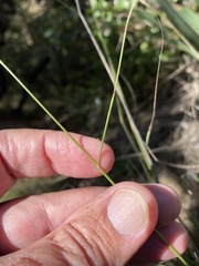Bouteloua pectinata