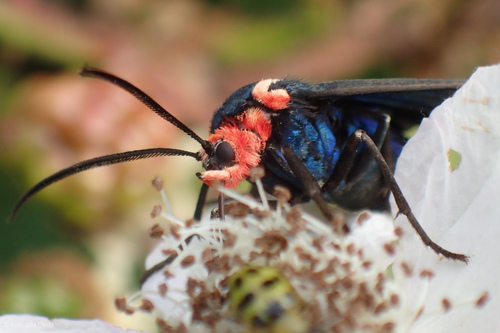 White-tipped Ctenucha