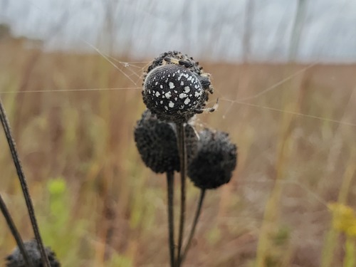 Shamrock Orbweaver photo 3